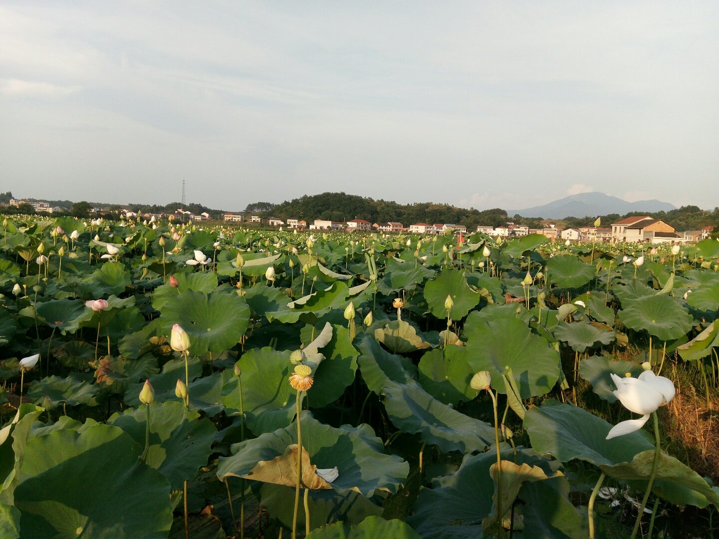 平江天气预报(平江天气预报30天查询)