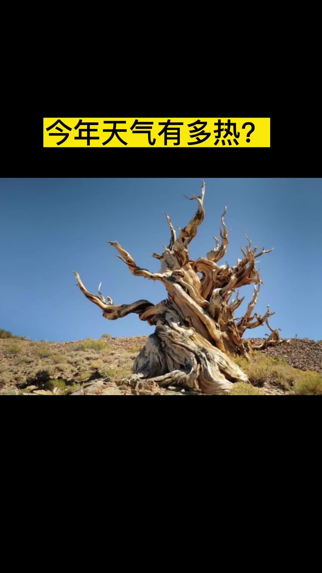 长寿天气(长寿天气预报一周天气预报15天查询)