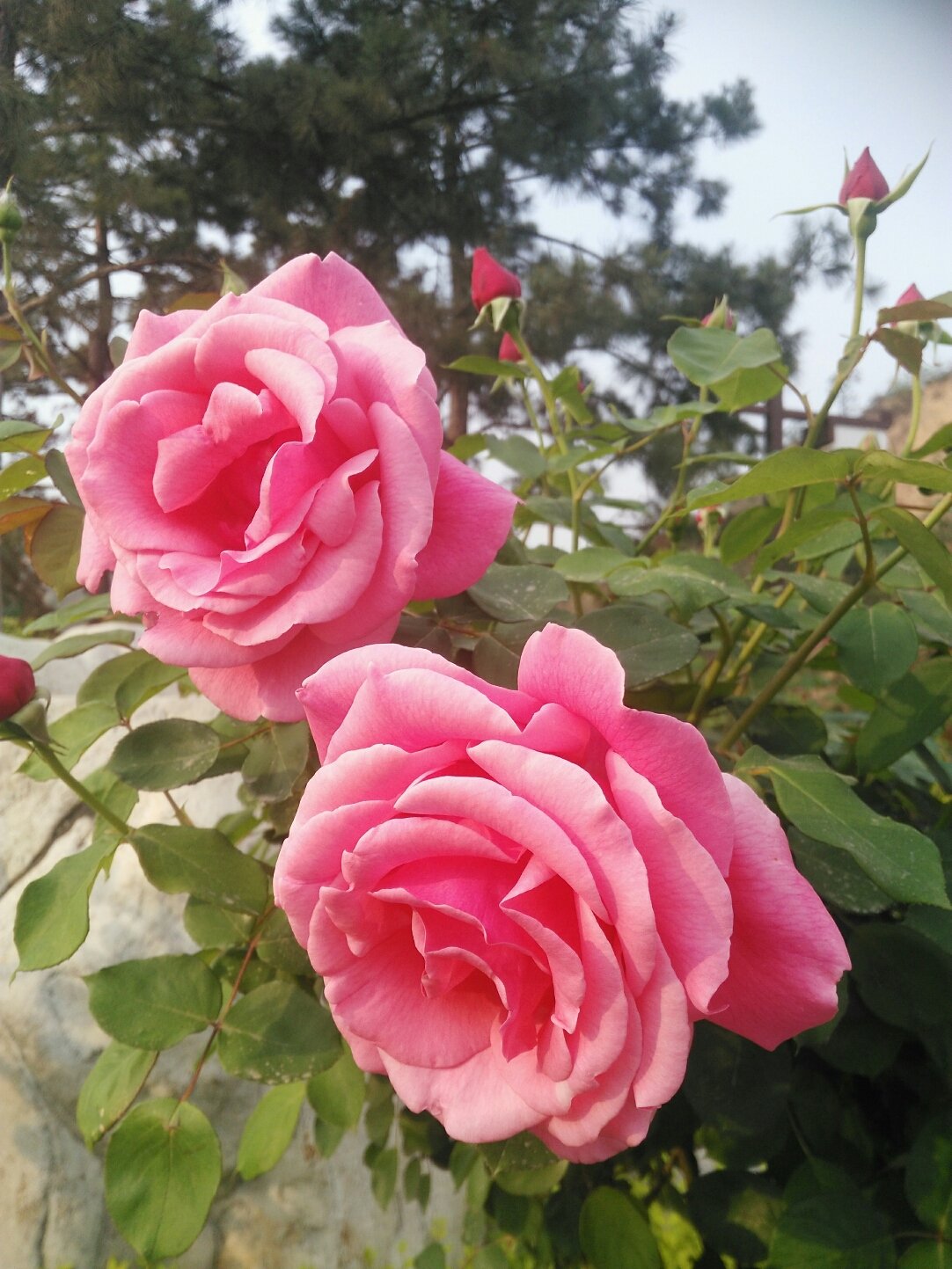 韩城天气预报(韩城龙门镇杀人案)