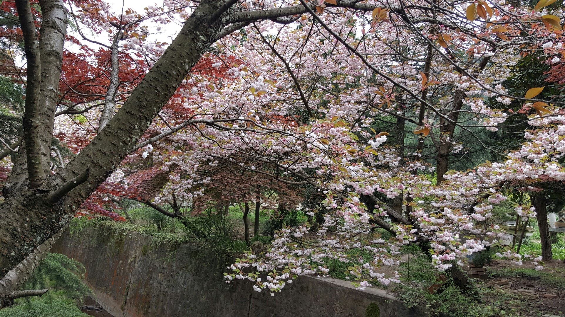 水城天气预报(水城天气预报未来15天)