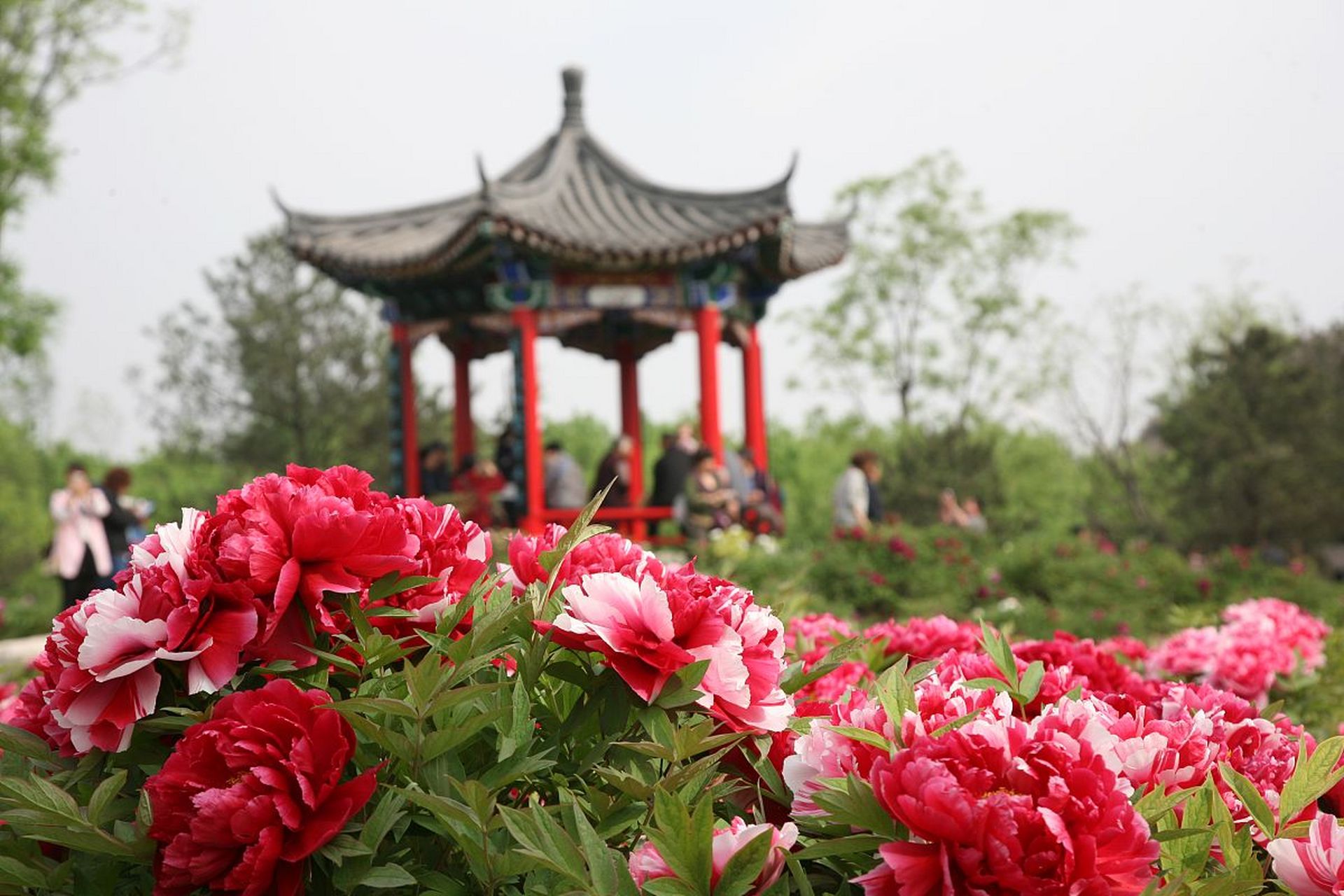 山东省菏泽市牡丹区天气(山东省菏泽市牡丹区天气24小时)