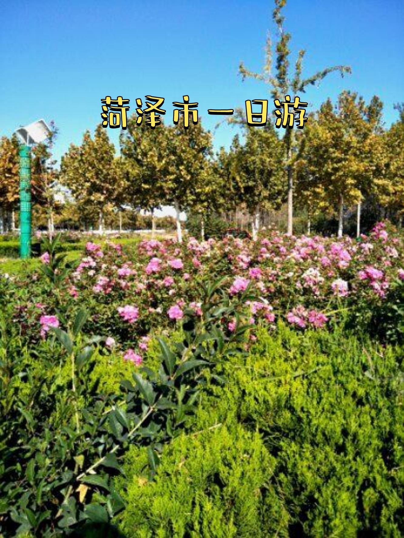 山东省菏泽市牡丹区天气(山东省菏泽市牡丹区天气24小时)
