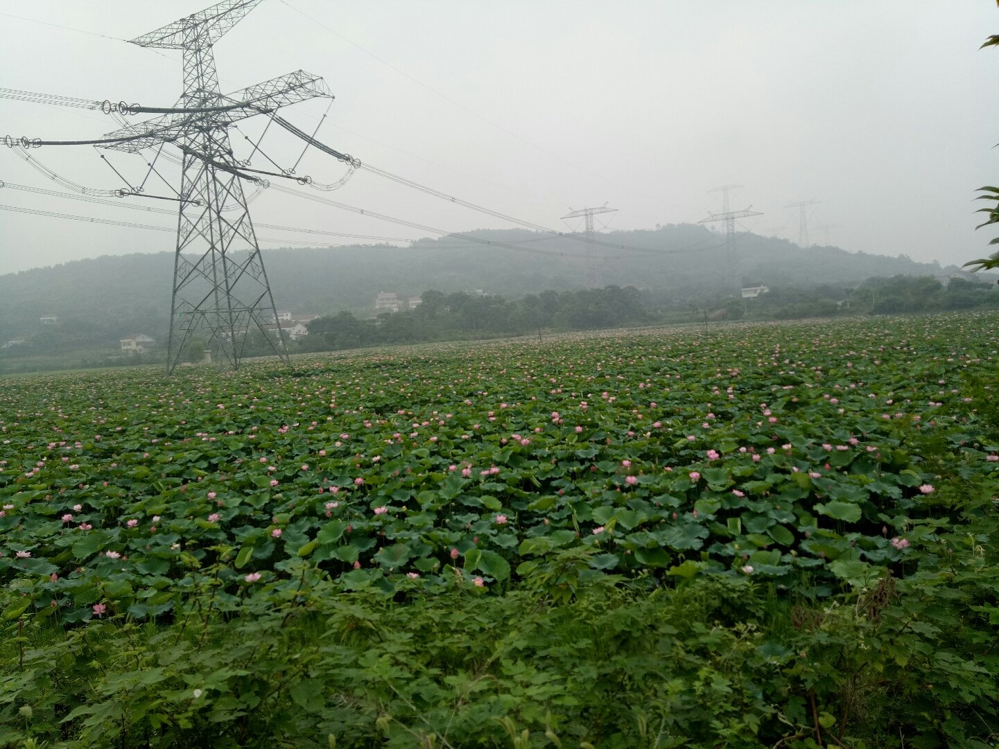 临澧天气预报(湖南常德临澧天气)
