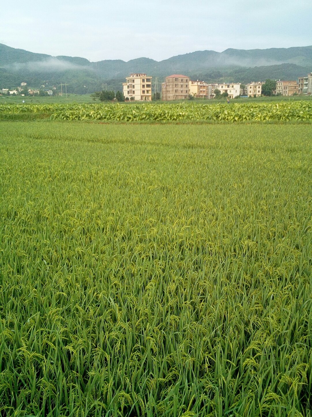 祁东天气预报(祁东未来15天天气预报)