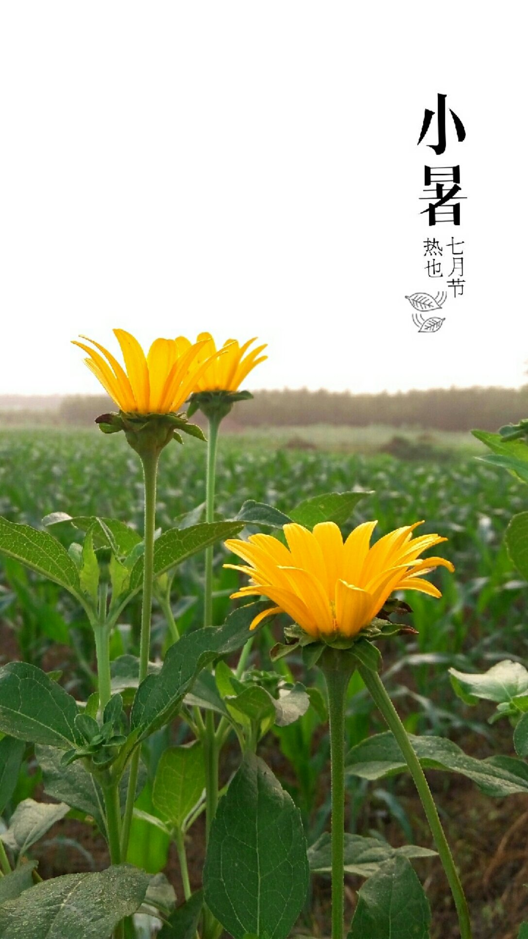 鸡泽天气预报(鸡泽天气预报40天)