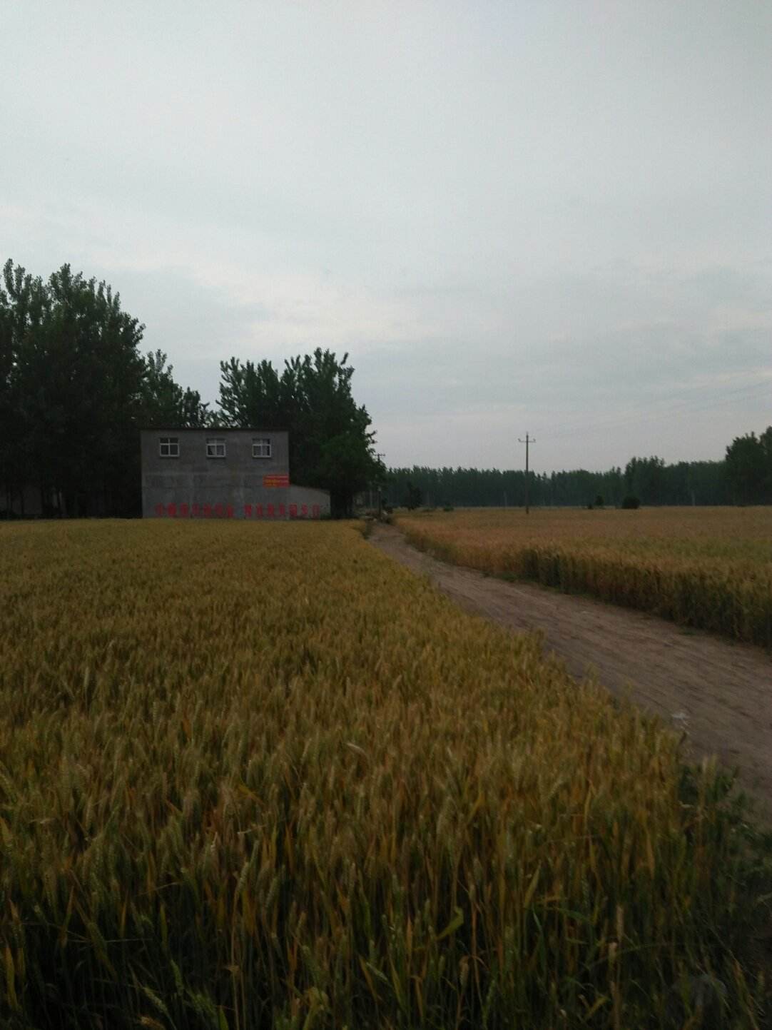 平舆天气(平舆逮捕名单照片)
