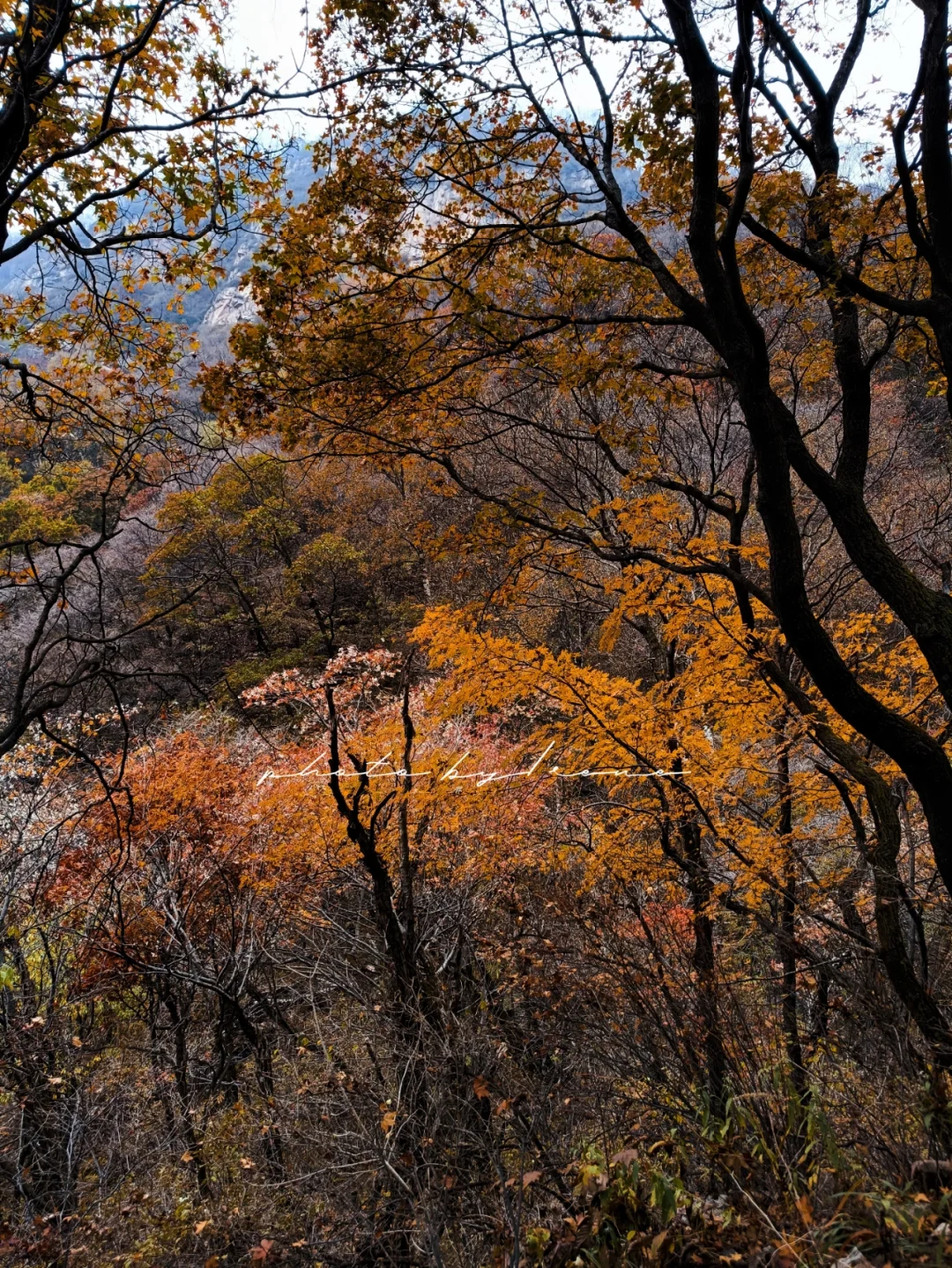 五岳寨天气(五岳寨 天气)