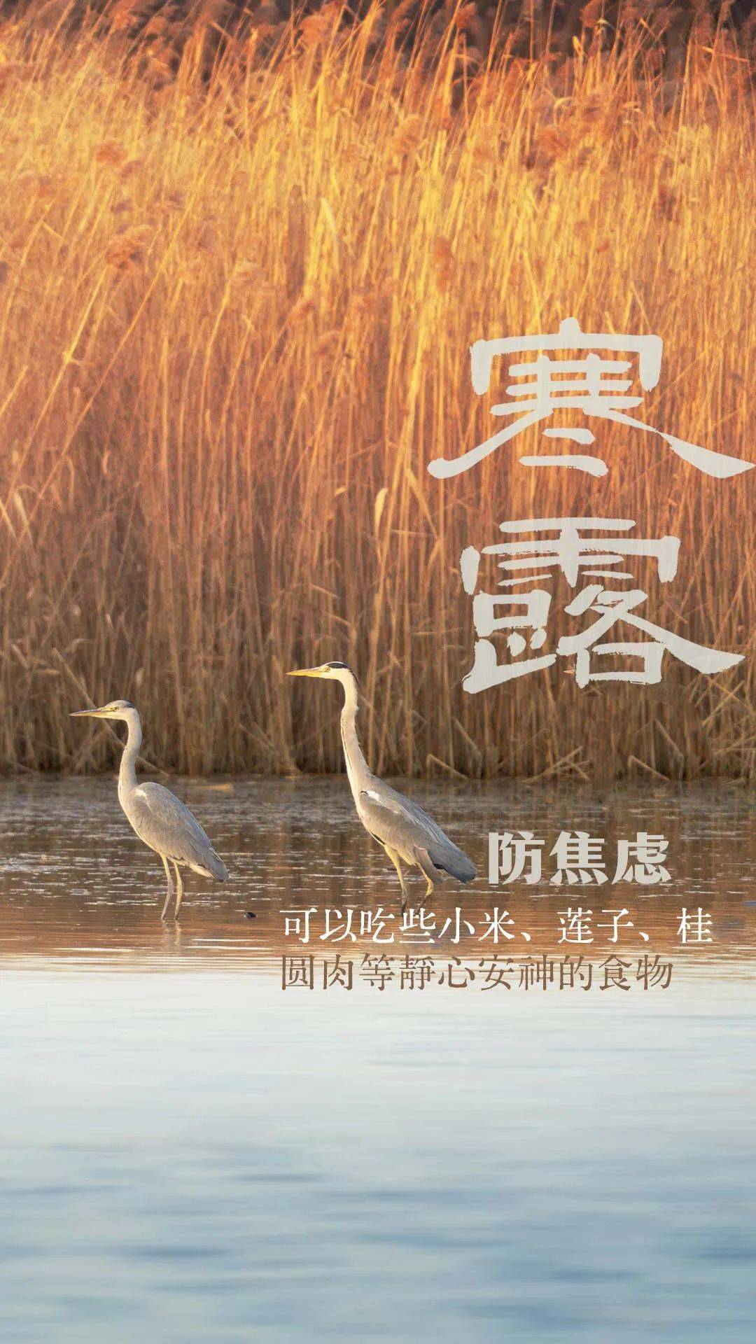 寒露风(寒露风的正确解释)