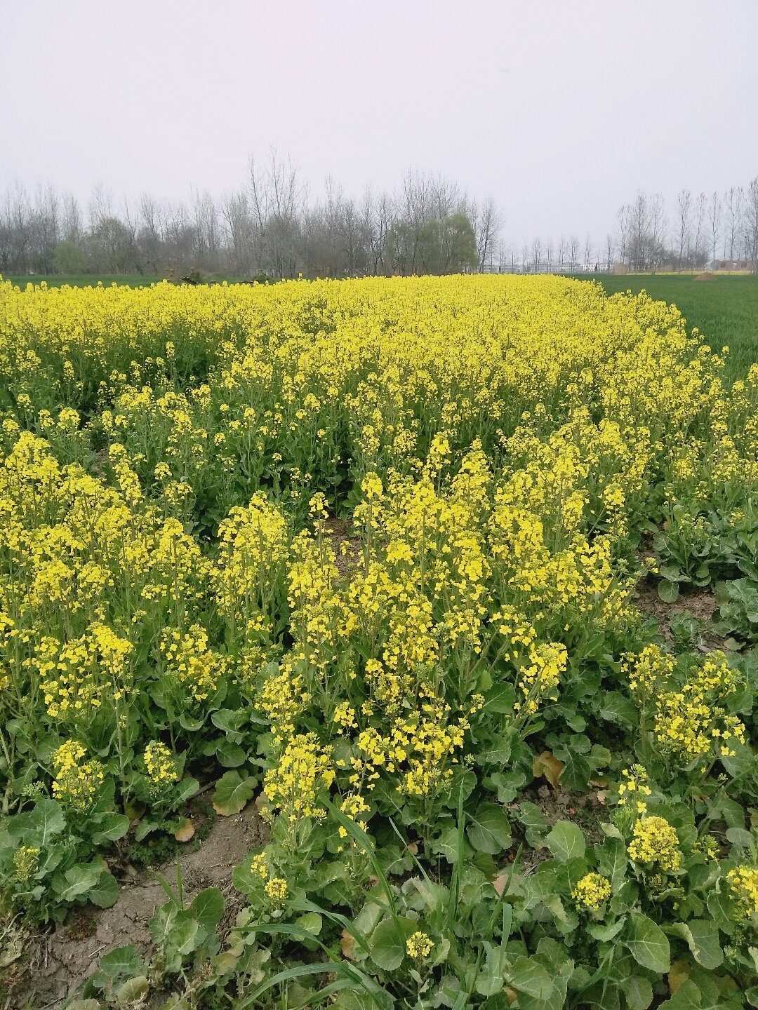 利辛县天气预报(利辛县天气预报24小时查询)