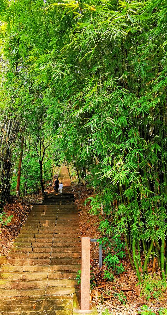 重庆市渝北区天气(渝北区天气预报15天)