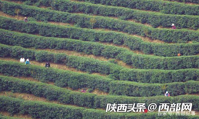 陕西南郑(陕西南郑县地图)