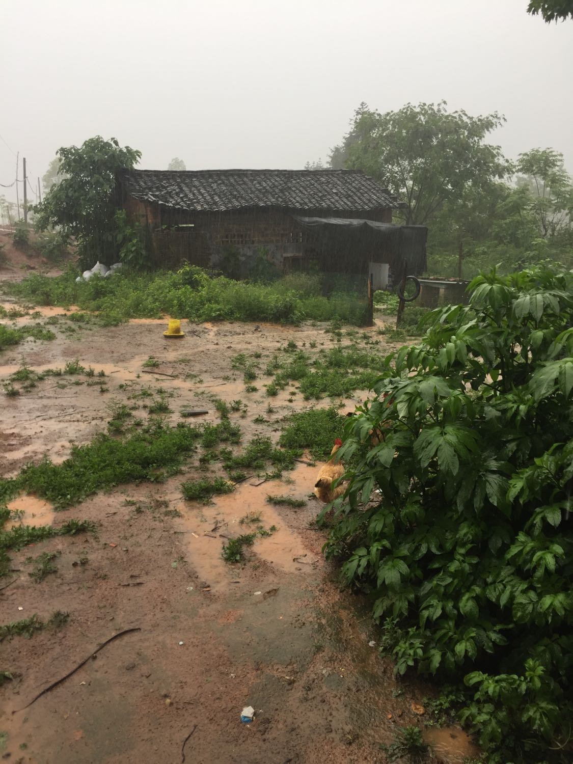 奉新天气(奉新天气预报90天查询结果)